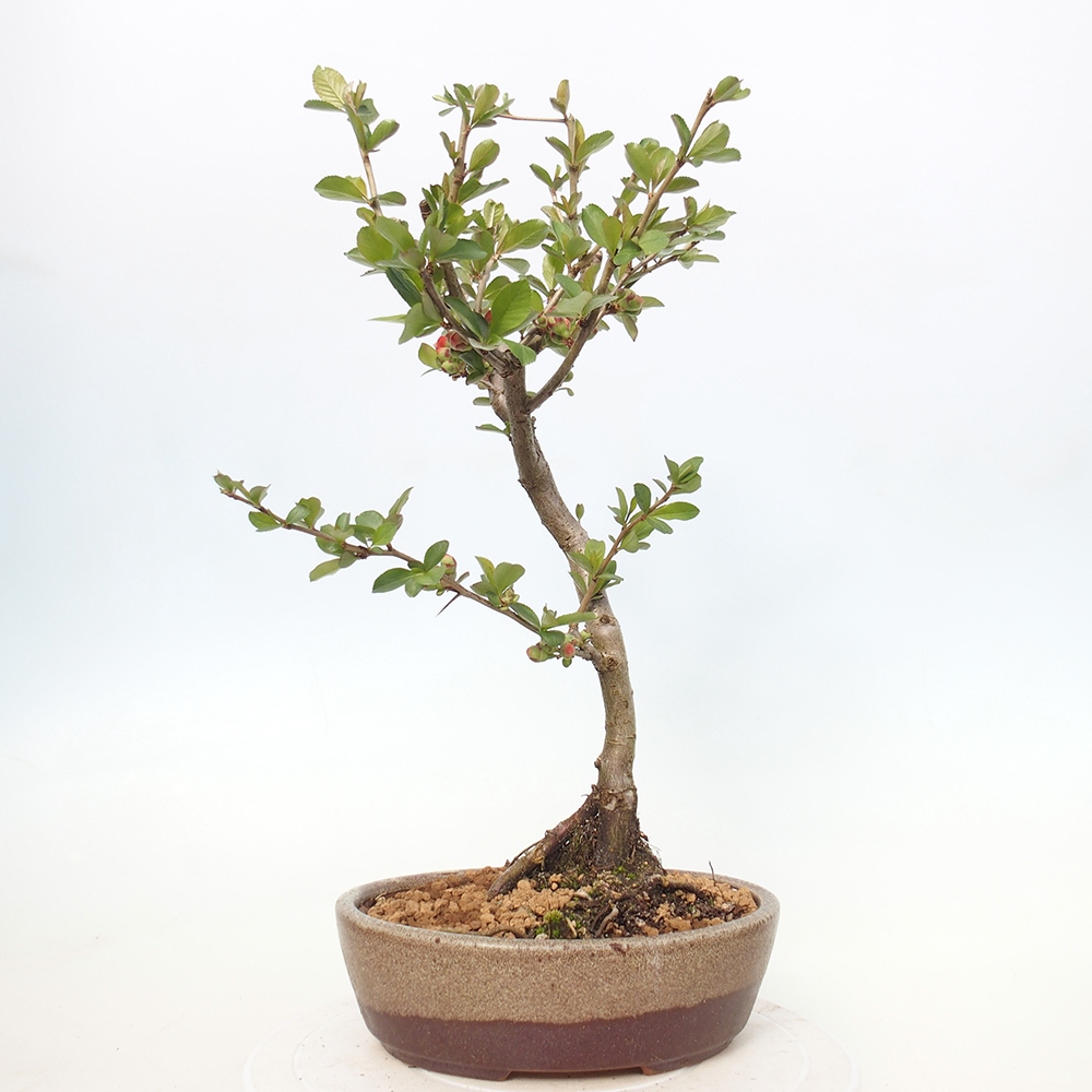 Venkovní bonsai - Chaneomeles sup. Nicoline - kdoulovec