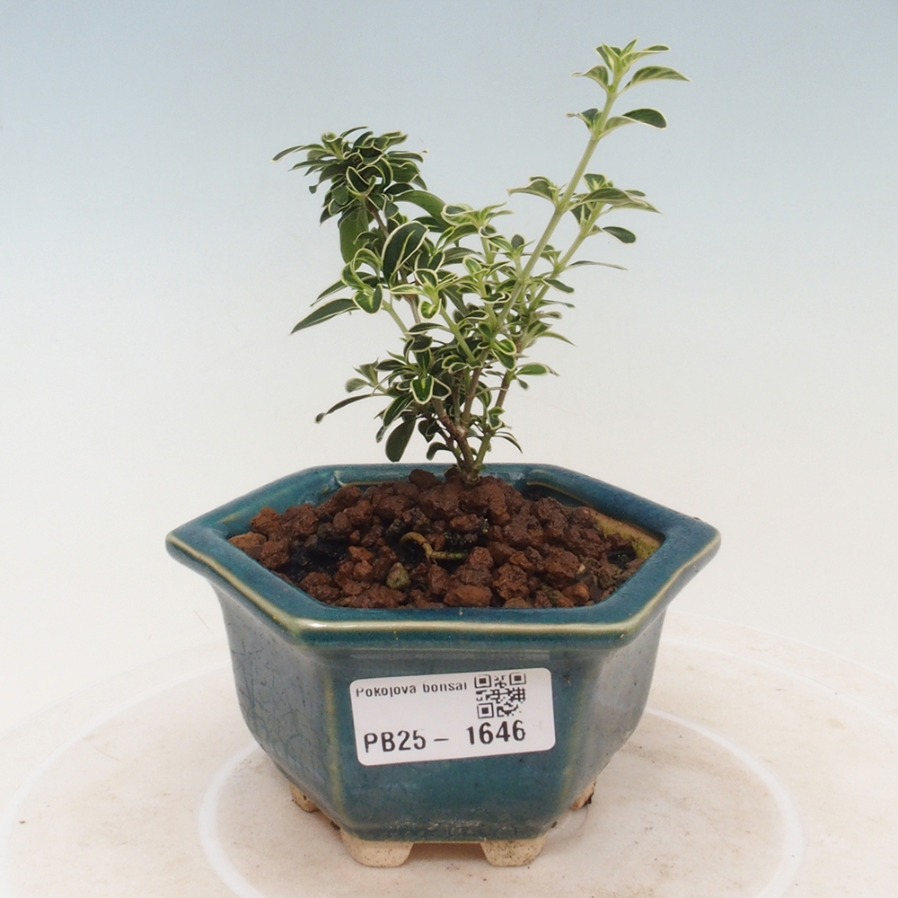 Pokojová bonsai - Serissa foetida Variegata - Strom tisíce hvězd