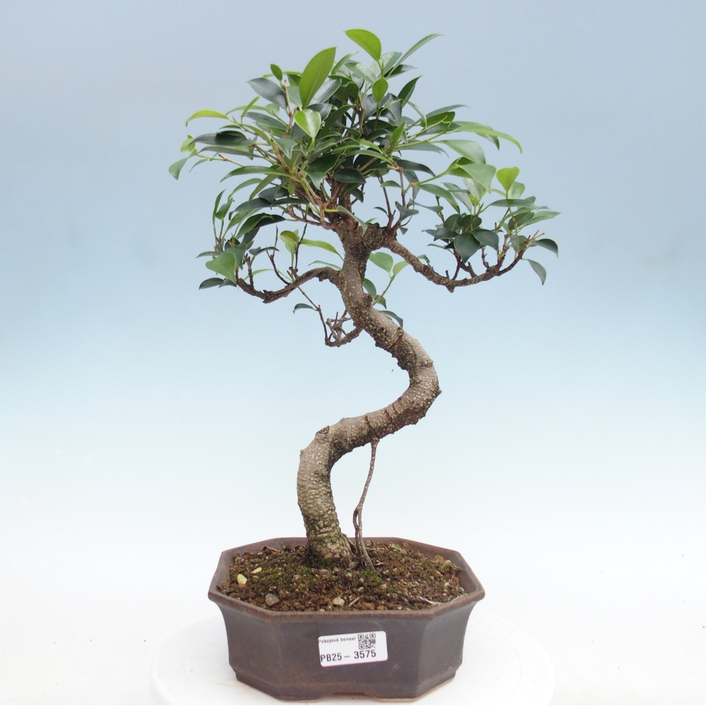Pokojová bonsai - Ficus retusa -  malolistý fíkus