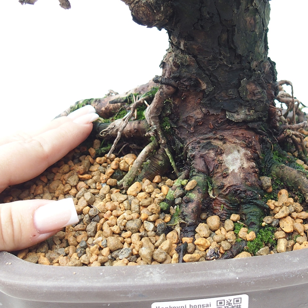 Venkovní bonsai - Pinus thunbergii Kotobuki - Borovice thunbergova