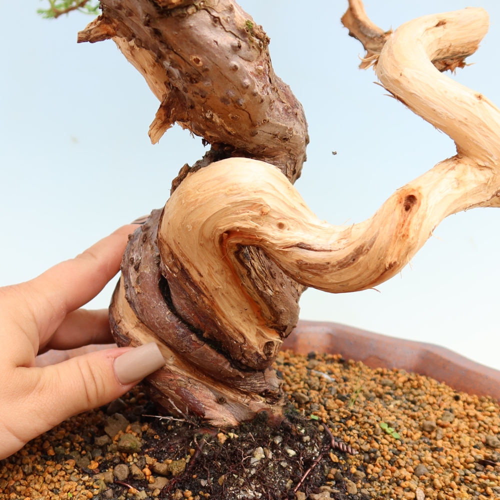 Venkovní bonsai - Juniperus chinensis Itoigawa-Jalovec čínský