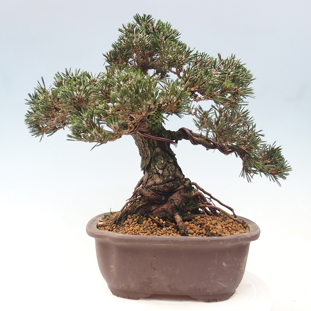 Venkovní bonsai - Pinus thunbergii Kotobuki - Borovice thunbergova