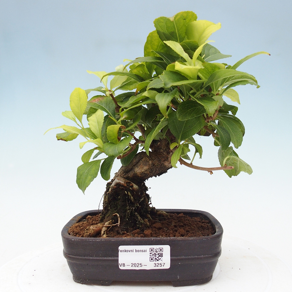 Venkovní bonsai - Celastrus  orbiculatus - Jesenec okrouhlolistý