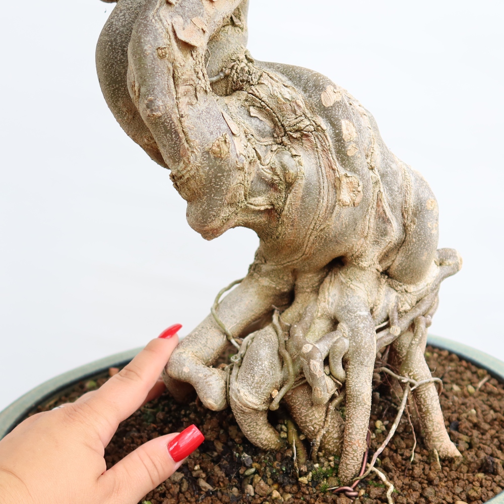 Venkovní bonsai - Javor Burgerův - Acer Burgerianum 