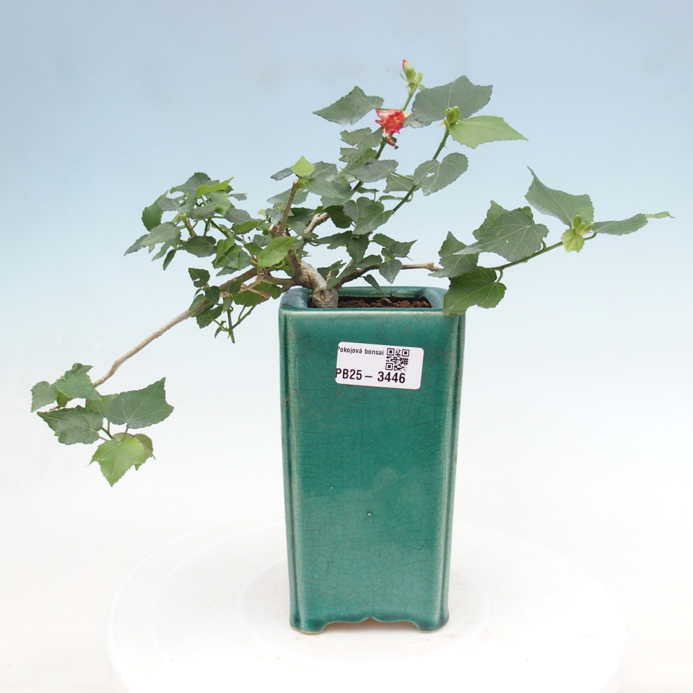 Pokojová bonsai - Malvaviscus arboreus - ibiškovec dřevnatý
