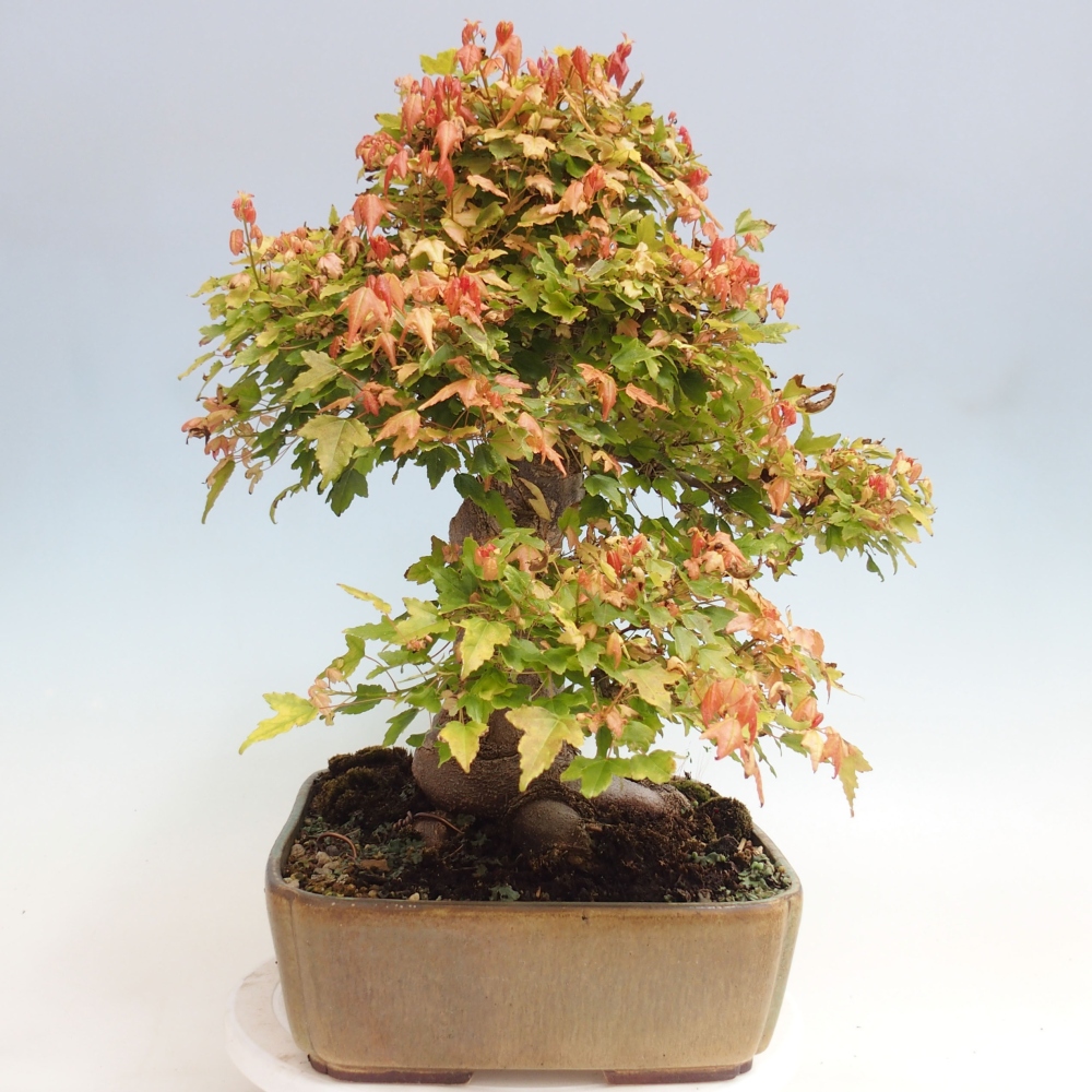 Venkovní bonsai - Acer Buergerianum - Javor Burgerův