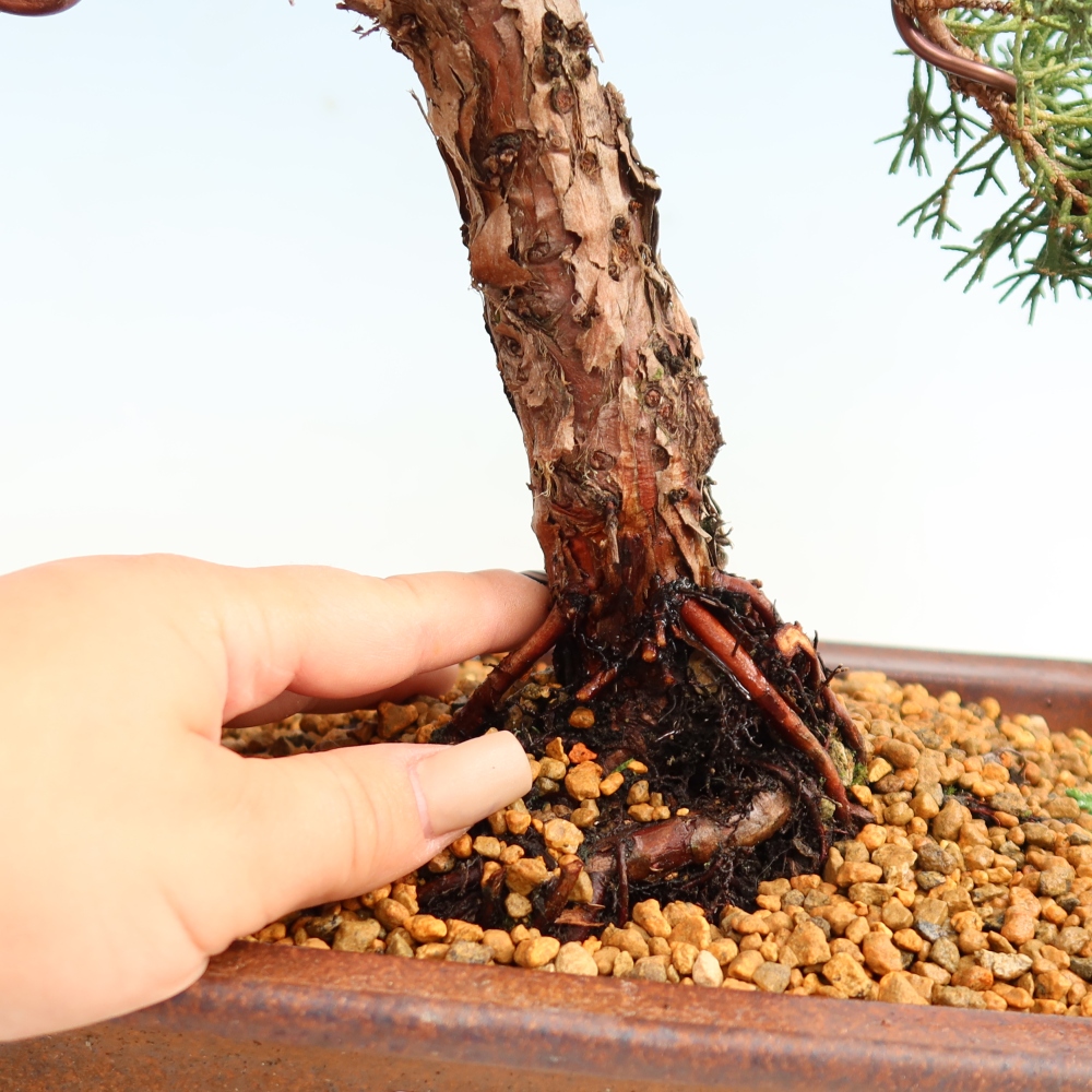 Venkovní bonsai - Juniperus chinensis Kishu -Jalovec čínský