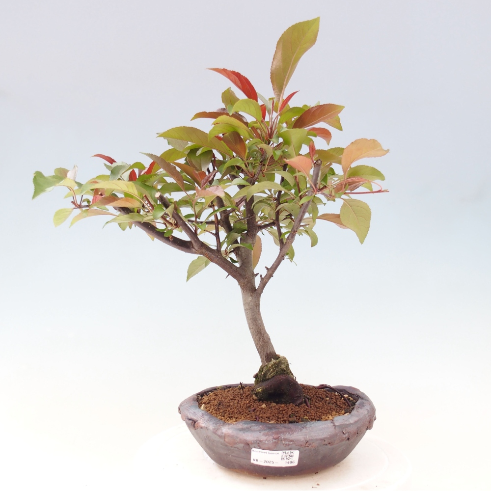 Venkovní bonsai -Malus domestica - Maloplodá jabloň červenolistá