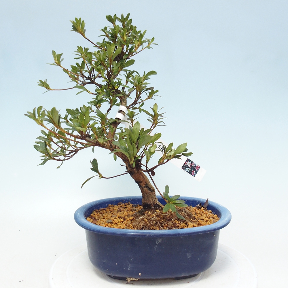 Venkovní bonsai - Japonská azalka - Azalea CHIHIRO