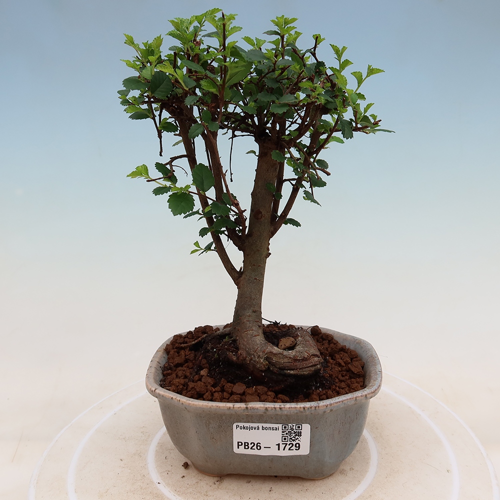 Pokojová bonsai - Ulmus parvifolia - Malolistý jilm
