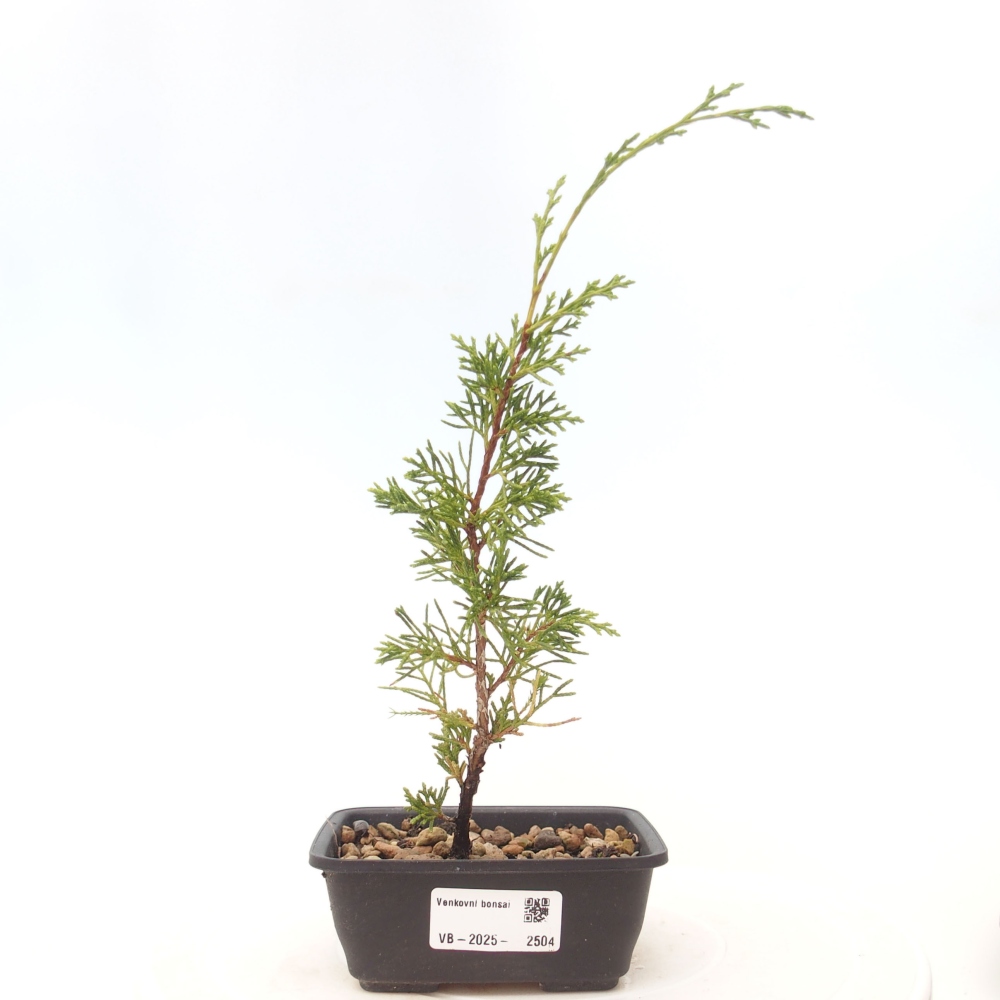 Venkovní bonsai - Juniperus chinensis Itoigawa -Jalovec čínský