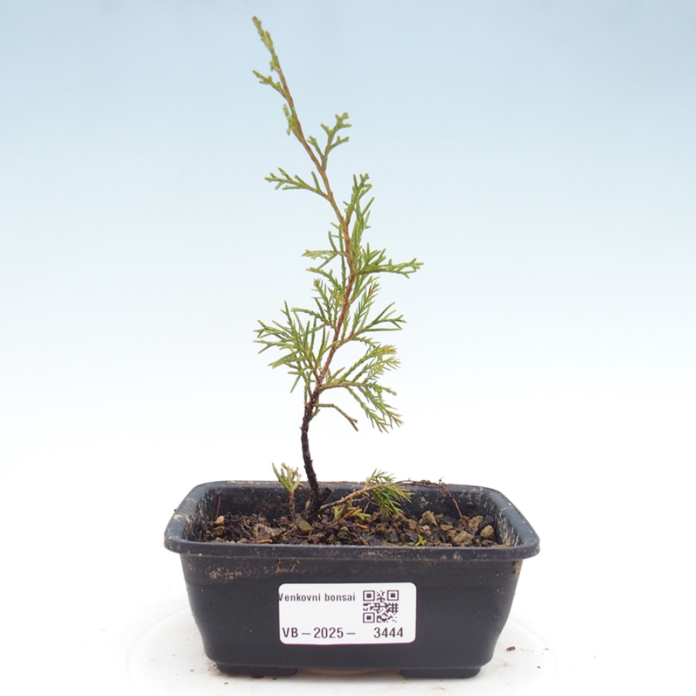 Venkovní bonsai - Juniperus chinensis Itoigawa -Jalovec čínský