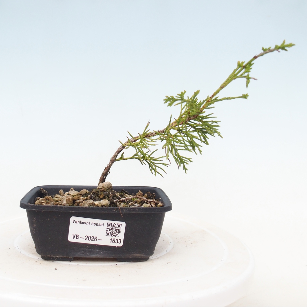 Venkovní bonsai - Juniperus chinensis Itoigawa -Jalovec čínský