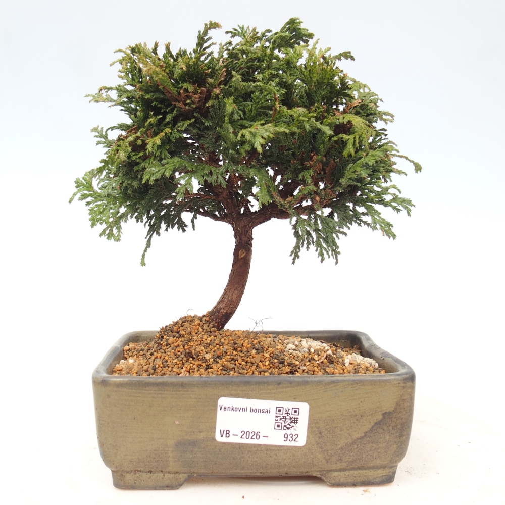 Venkovní bonsai - Cham.pis Parslori - Cypřišek