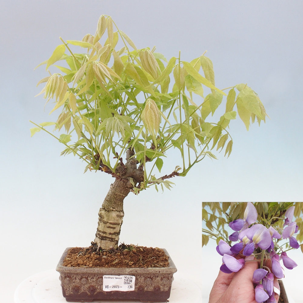 Venkovní bonsai - Vistarie květnatá - Wisteria floribunda