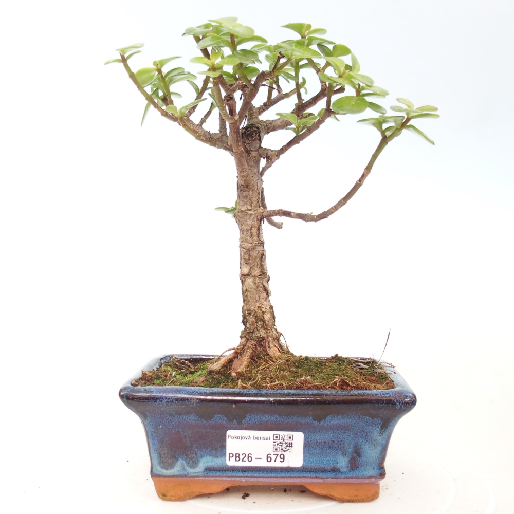 Pokojová bonsai - Portulakaria Afra - Tlustice