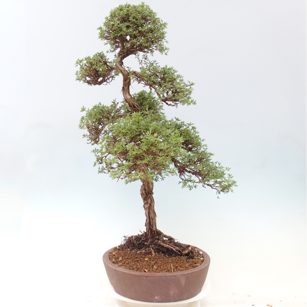 Venkovní bonsai-Mochna křovitá - potentila fruticosa 
