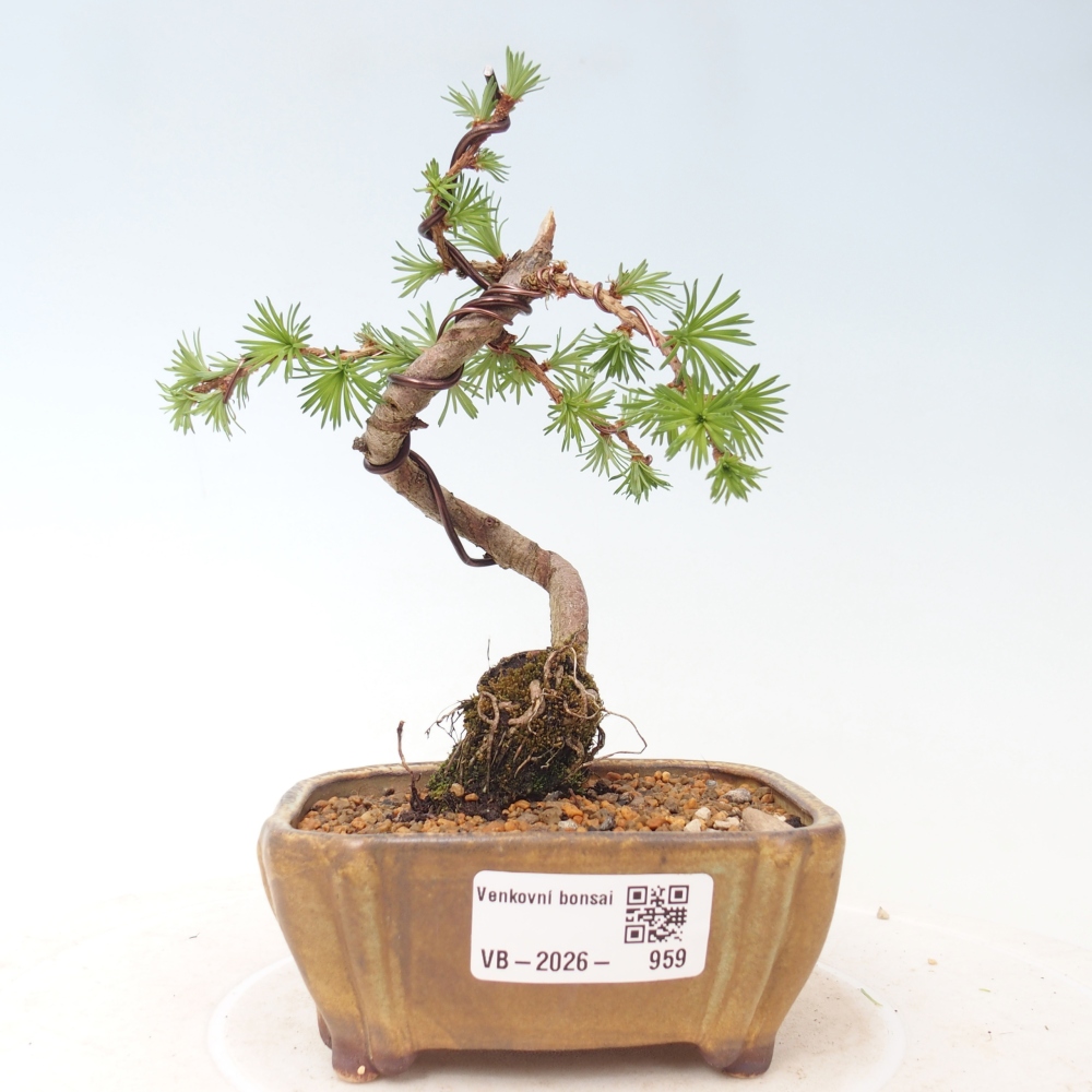 Venkovní bonsai - Larix Kaempferi - Modřín japonský