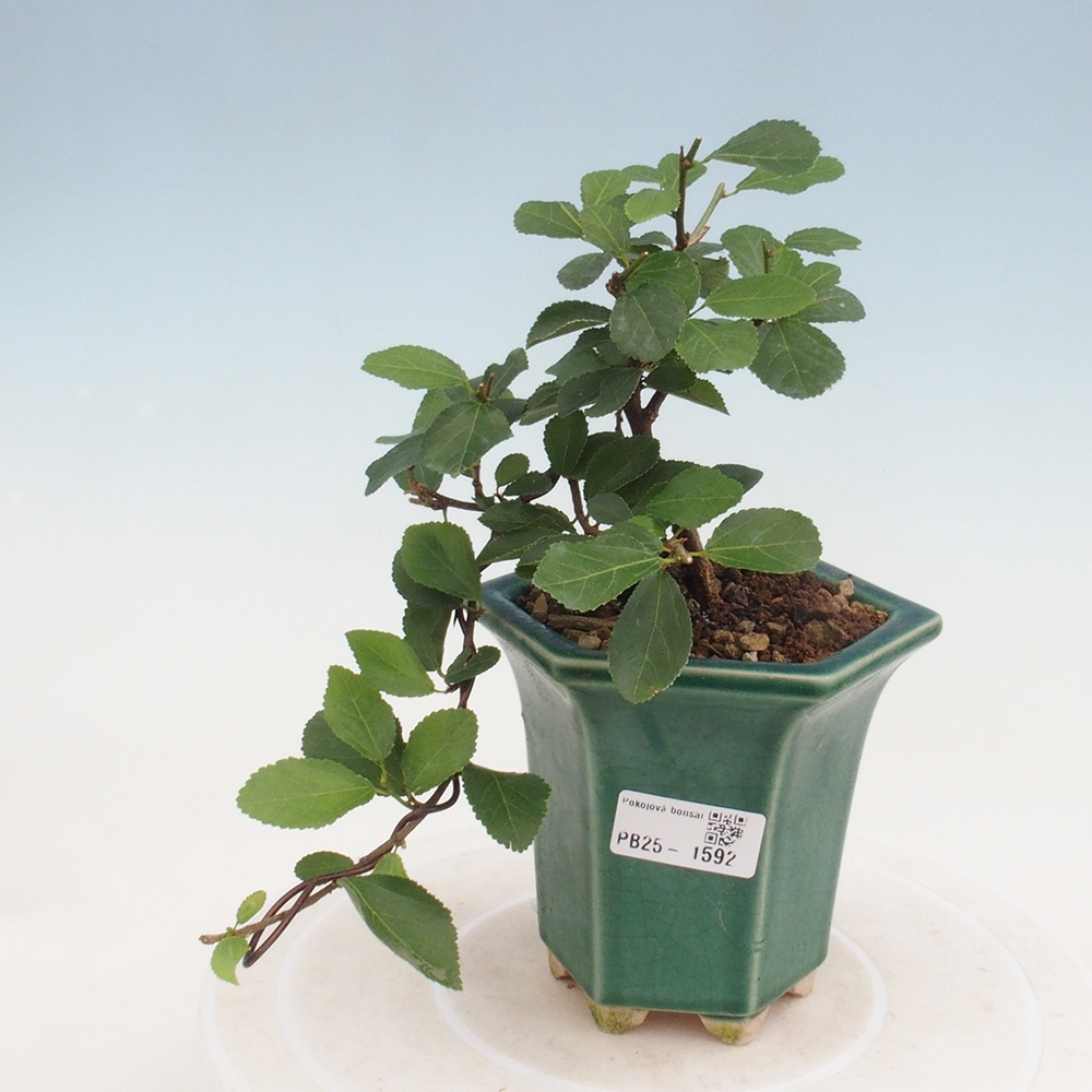 Pokojová bonsai - Grewia occidentalis - Hvězdice levandulová