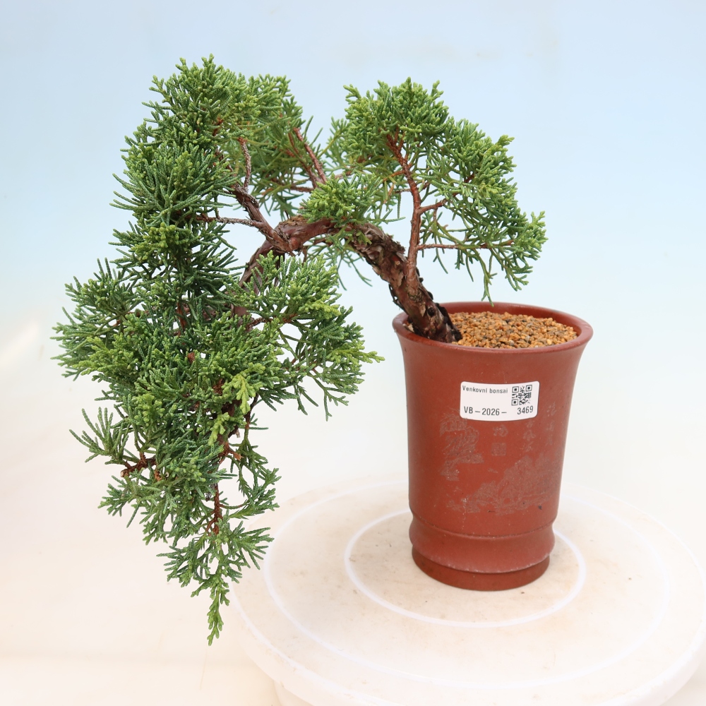 Venkovní bonsai - Juniperus chinensis Kishu -Jalovec čínský
