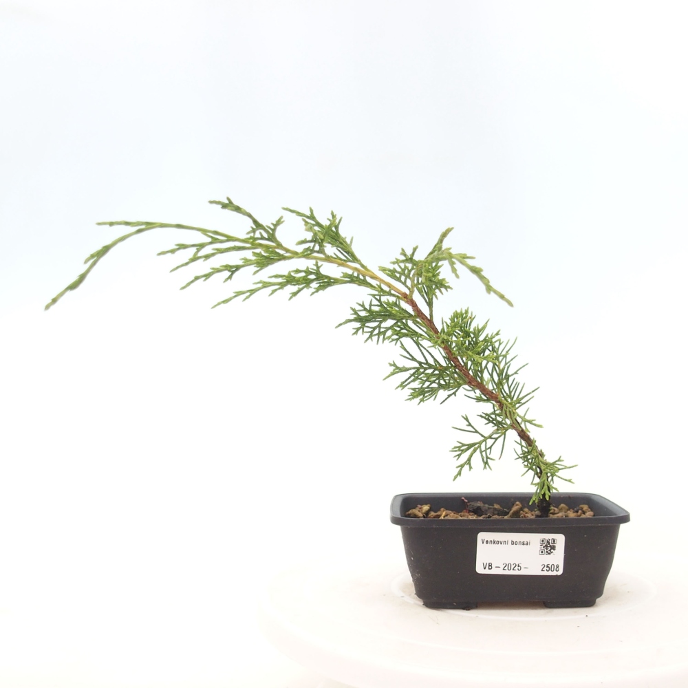 Venkovní bonsai - Juniperus chinensis Itoigawa -Jalovec čínský