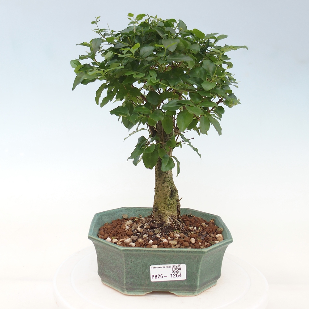 Pokojová bonsai -Ligustrum chinensis - Ptačí zob