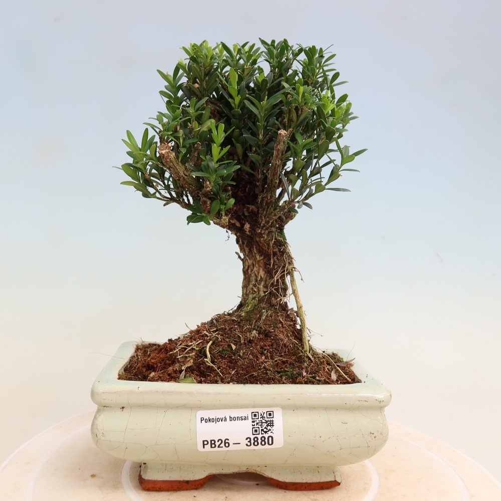 Pokojová bonsai - Buxus harlandii -korkový buxus