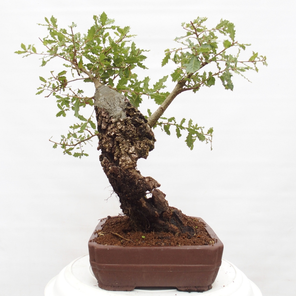 Yamadori - Quercus Ilex -Dub cesmínovitý