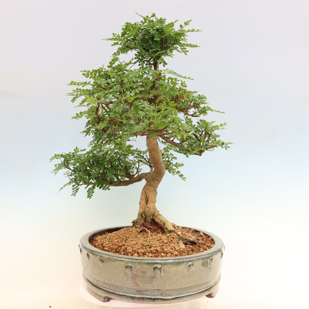 Pokojová bonsai - Zantoxylum piperitum - pepřovník