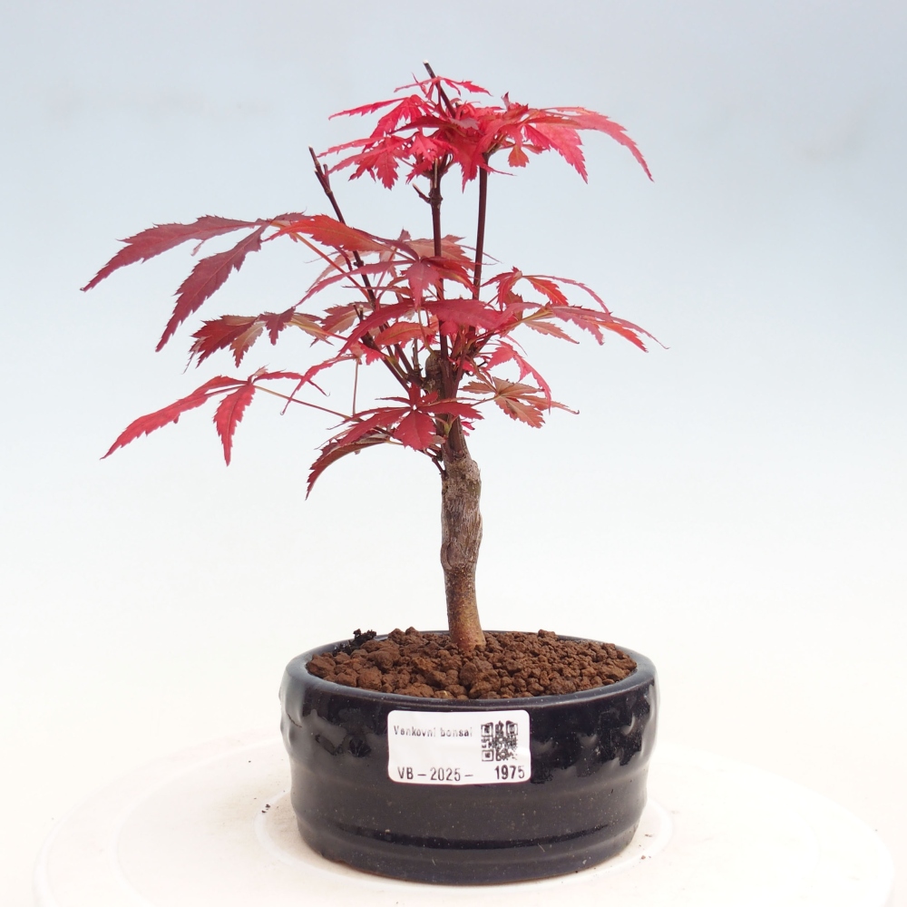 Venkovní bonsai - Acer palm. Atropurpureum-Javor dlanitolistý
