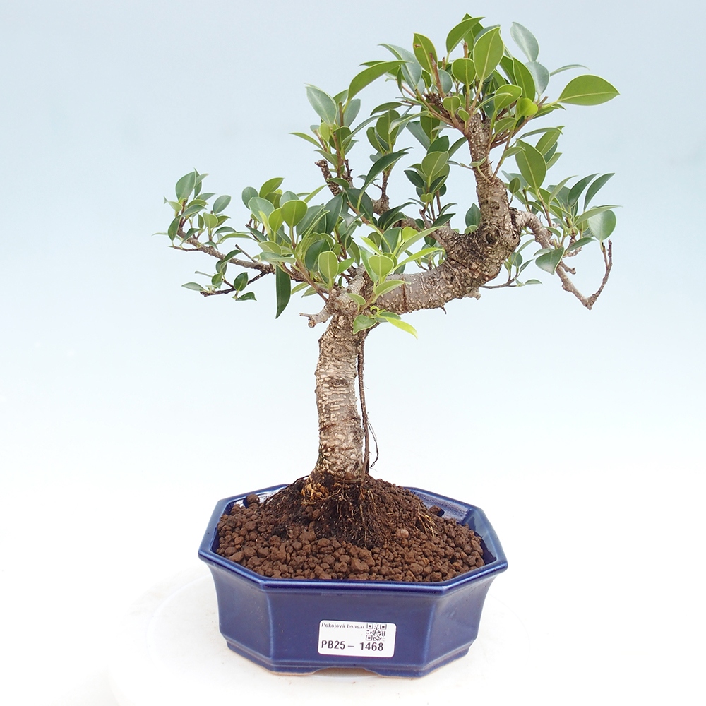 Pokojová bonsai - Ficus retusa -  malolistý fíkus