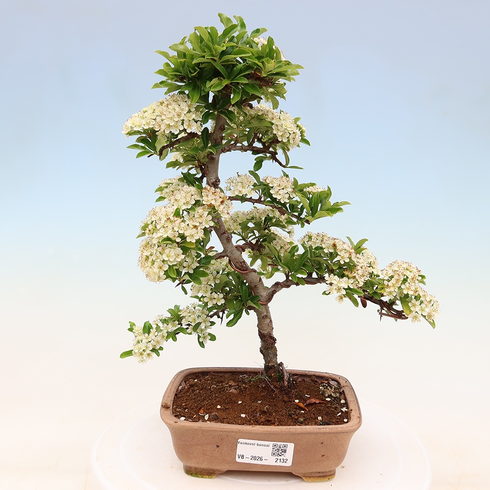 Venkovní bonsai - Pyracantha teton - Hlohyně šarlatová