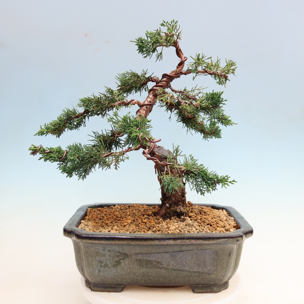 Venkovní bonsai - Juniperus chinensis Kishu -Jalovec čínský