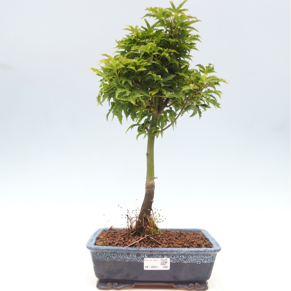 Venkovní bonsai -Javor dlanitolistý Acer palmatum Shishigashira