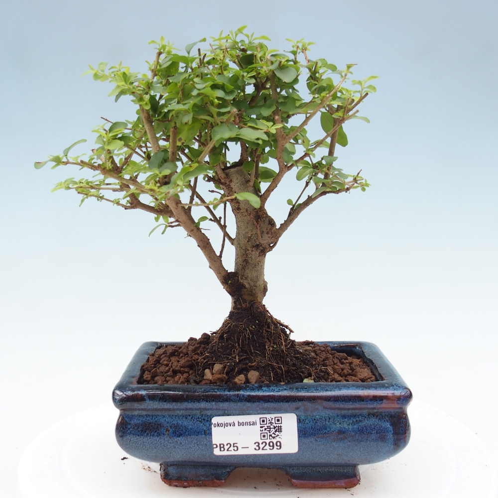 Pokojová bonsai -Ligustrum chinensis - Ptačí zob