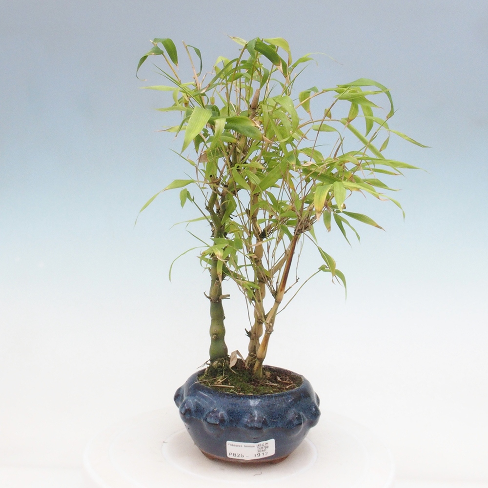 Pokojová bonsai - Bambus budha-Bambus budhovo břicho