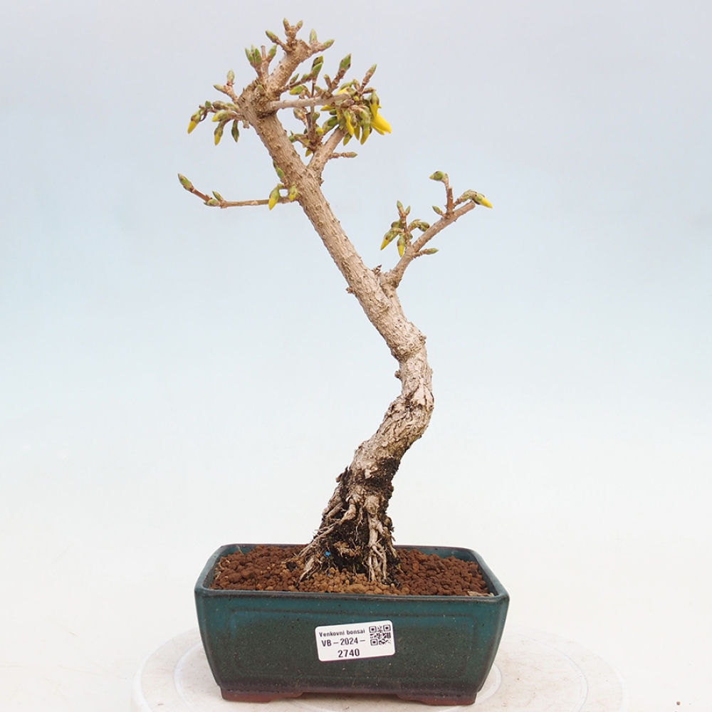 Venkovní bonsai - Zlatice - Forsythia intermedia 