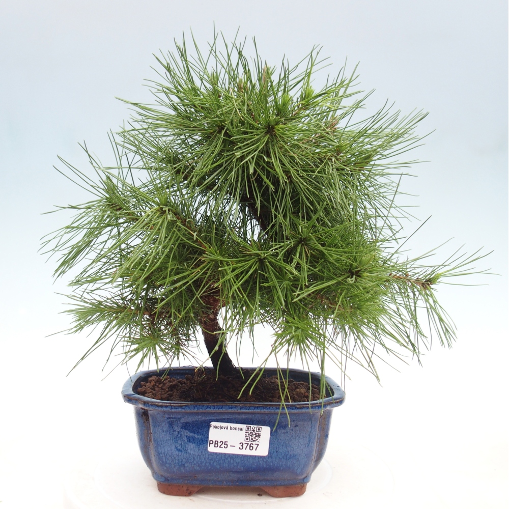 Pokojová bonsai-Pinus halepensis-Borovice alepská