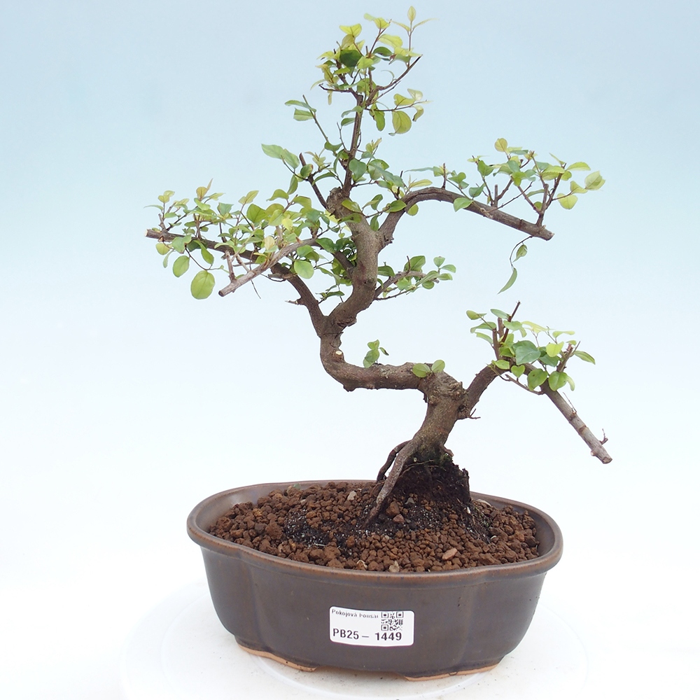 Pokojová bonsai - Sagerécie thea - Sagerécie thea