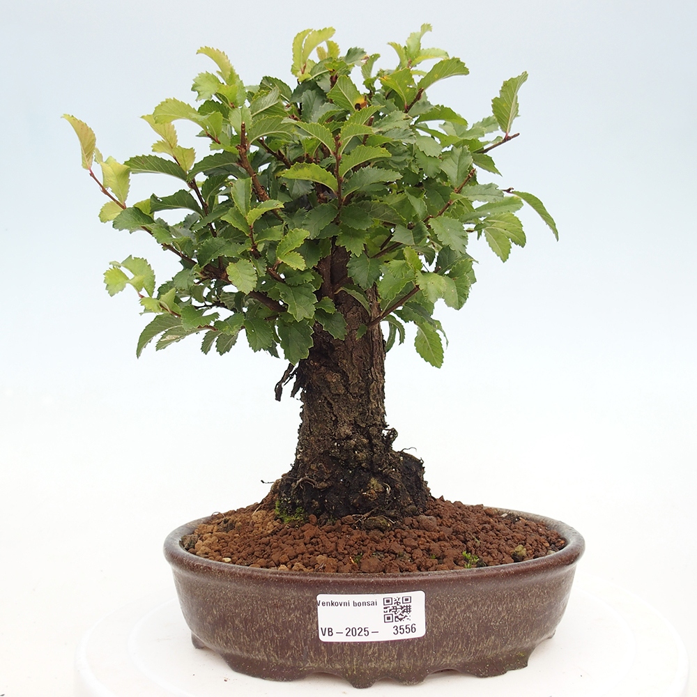 Venkovní bonsai - Zelkova - Zelkova NIRE