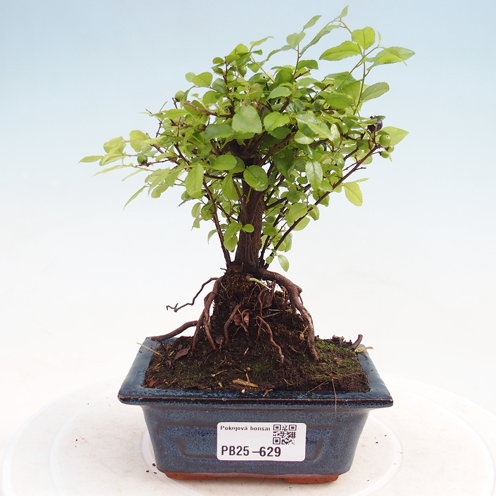Pokojová bonsai - Sagerécie thea - Sagerécie thea