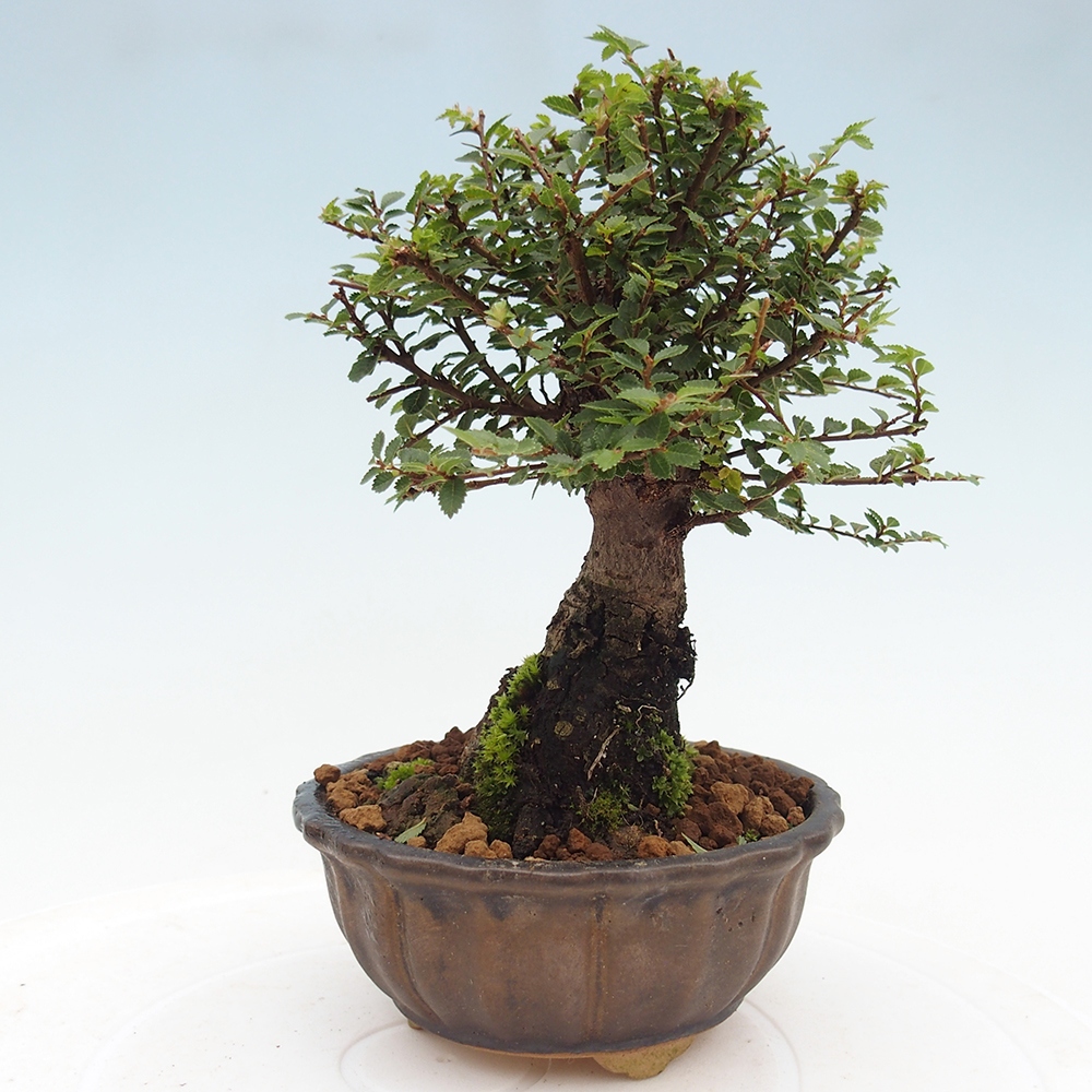 Venkovní bonsai - Ulmus parvifolia Hokkaido - jilm Čínský
