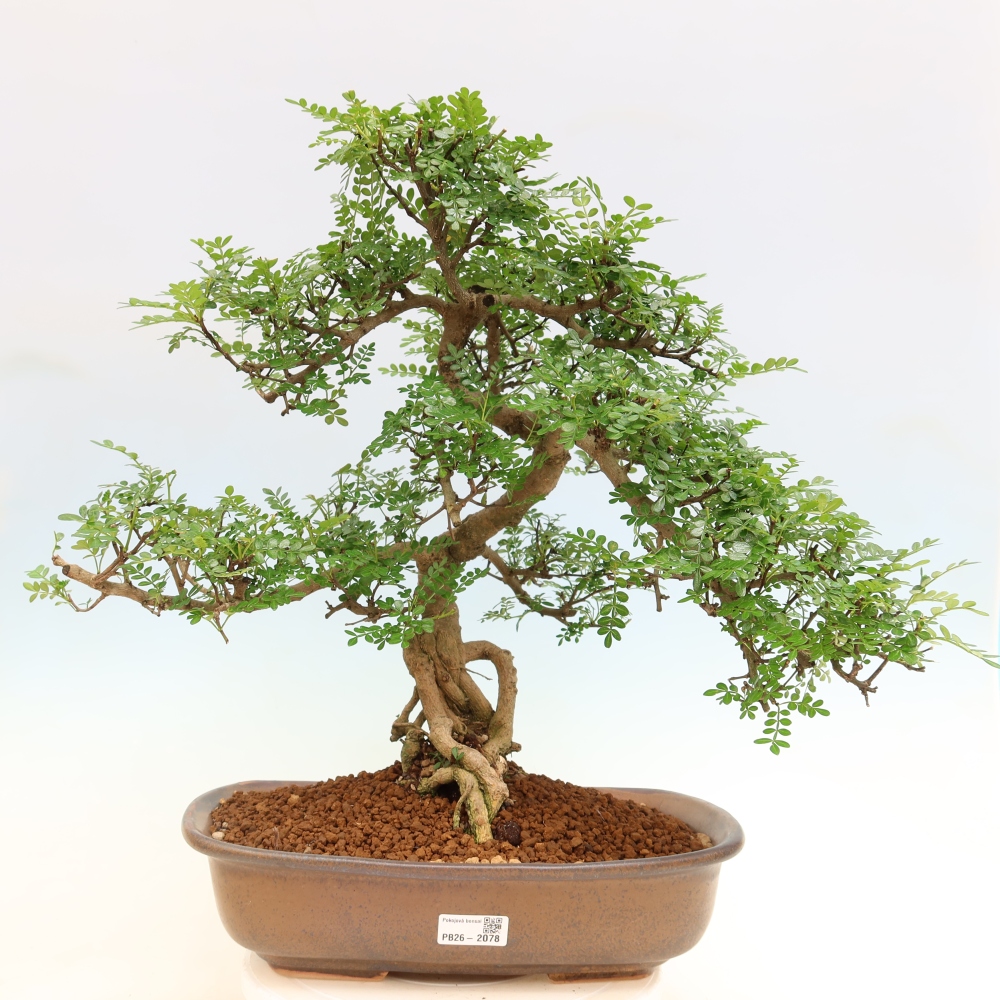 Pokojová bonsai - Zantoxylum piperitum - pepřovník