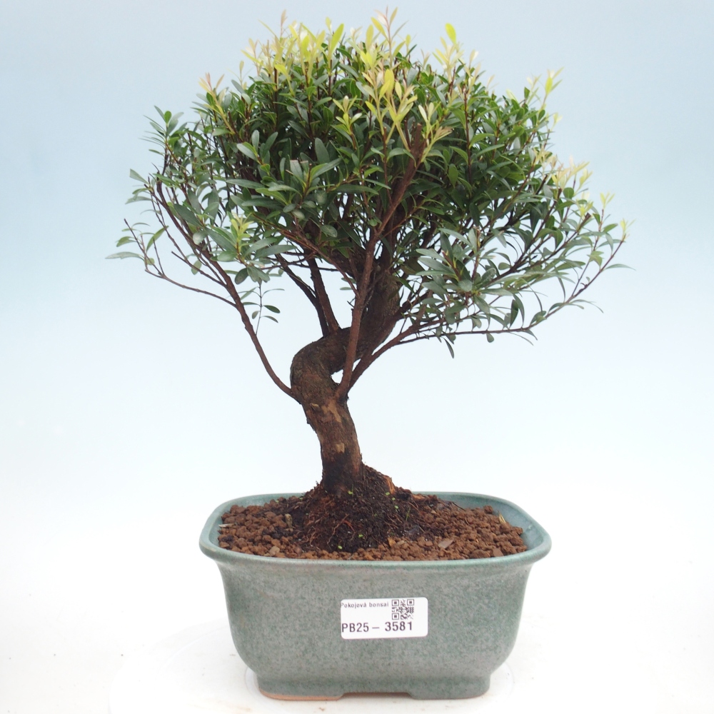 Pokojová bonsai - Syzygium - Pimentovník