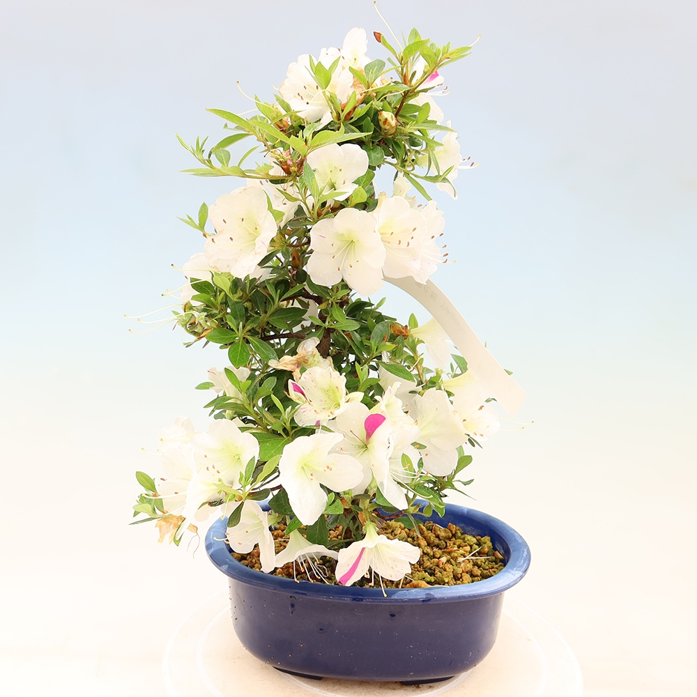Venkovní bonsai - Japonská azalka - Azalea Yukigesho