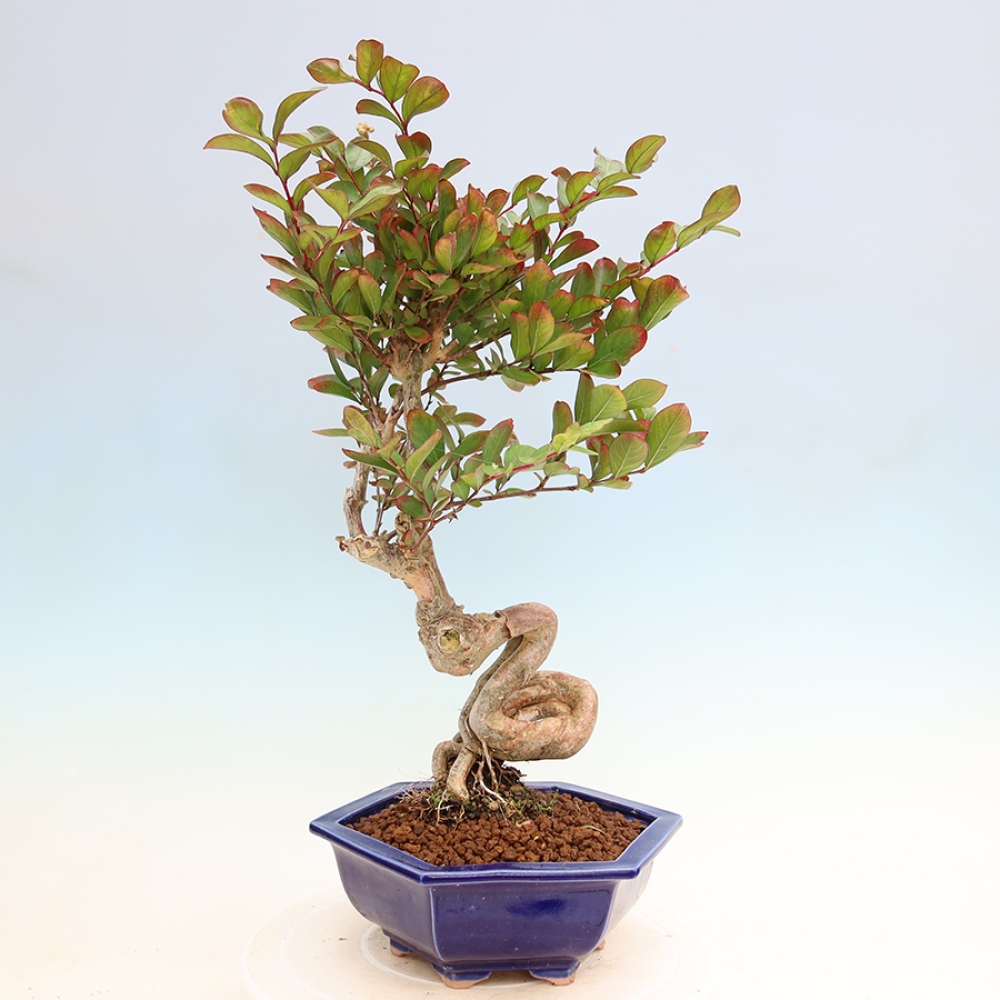Pokojová bonsai - Lagerstroemia indica - indický šeřík