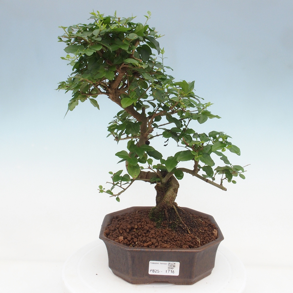 Pokojová bonsai -Ligustrum chinensis - Ptačí zob