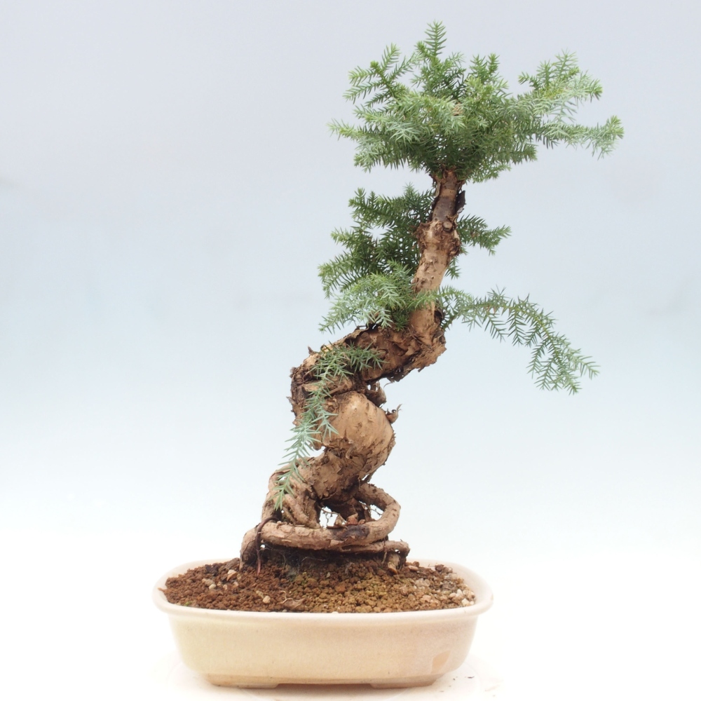 Pokojová bonsai - Araukarie - pokojový smrček