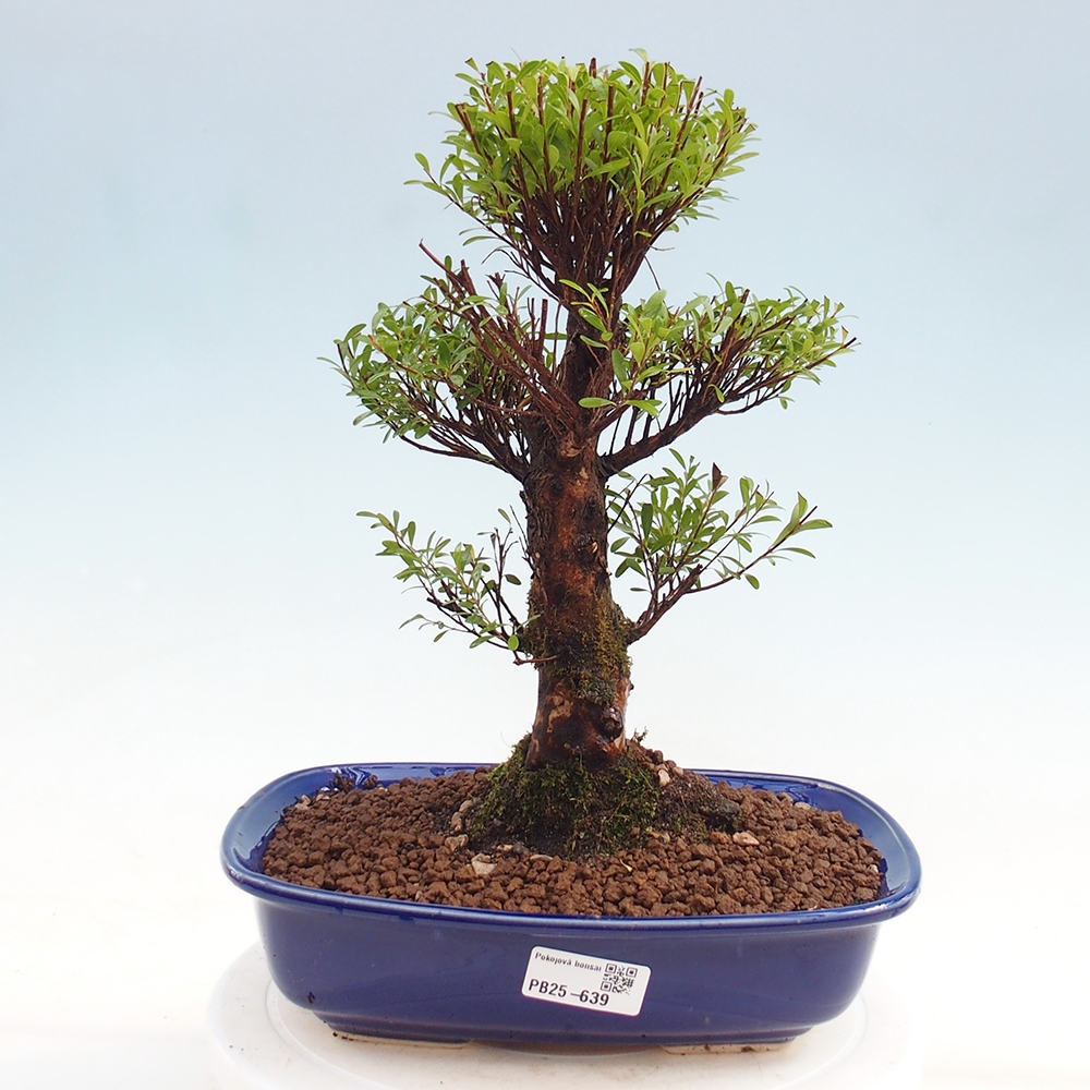 Pokojová bonsai - Syzygium - Pimentovník