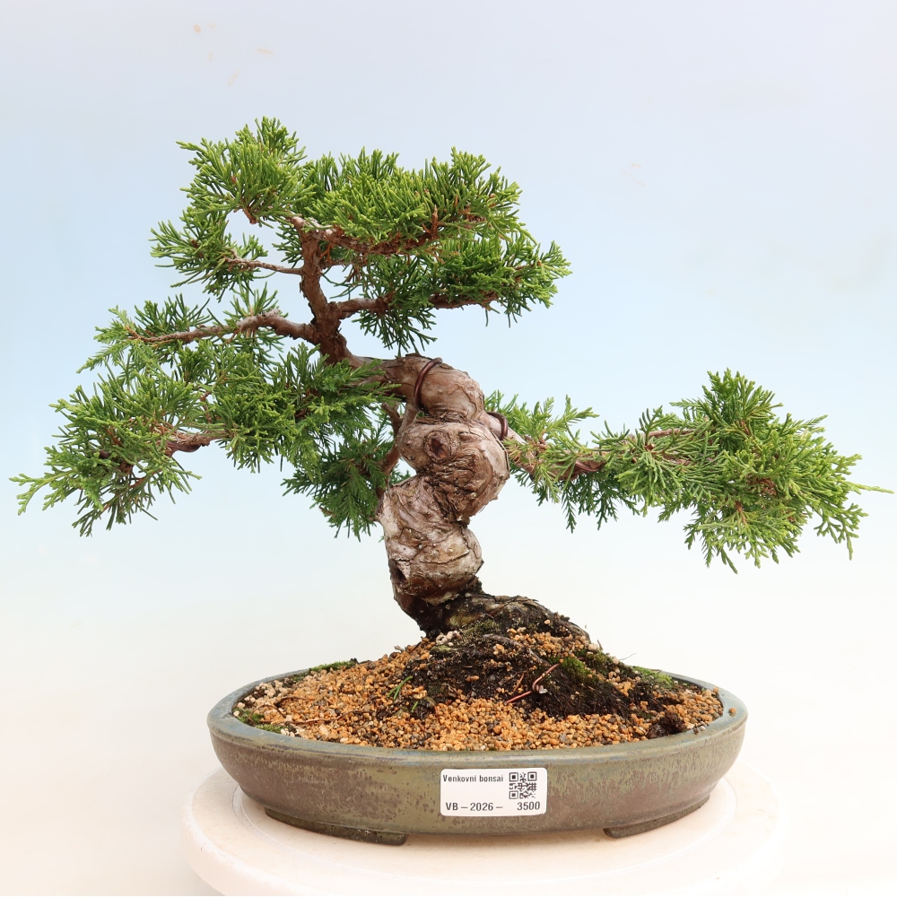Venkovní bonsai - Juniperus chinensis Itoigawa-Jalovec čínský